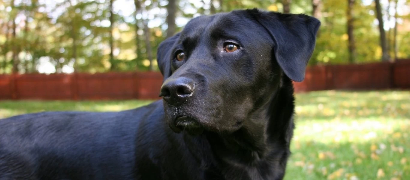Φρικιαστικό θέαμα στη Ρωσία: Σκύλος κουβάλαγε κεφάλι ανθρώπου